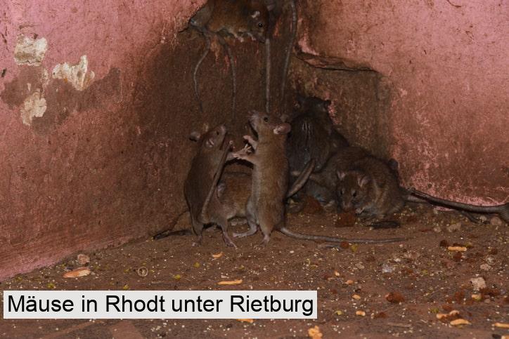 Mäuse in Rhodt unter Rietburg